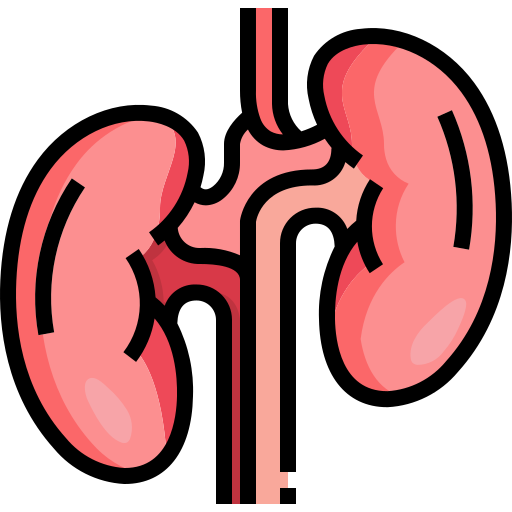 Kidney